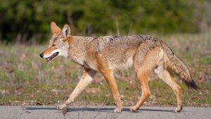 COYOTE NUEVO LEÓN