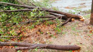 VENTARRONES NUEVO LEÓN
