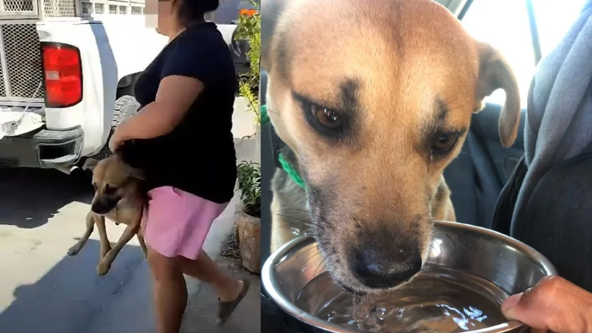 GARCÍA NUEVO LEÓN PERRITA