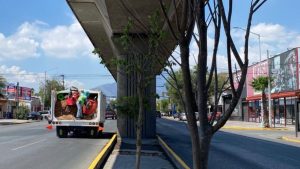 REFORESTACIÓN CORRUPCIÓN 90 MILLONES