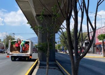 REFORESTACIÓN CORRUPCIÓN 90 MILLONES