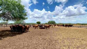 SEQUÍA CHINA Nuevo León