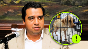 centro animal de santa catarina