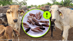 Detectan nuevo caso de gusano barrenador en Nuevo León Minuto Cero