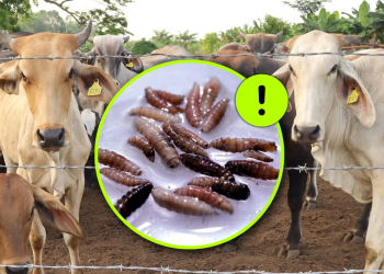 Detectan nuevo caso de gusano barrenador en Nuevo León Minuto Cero