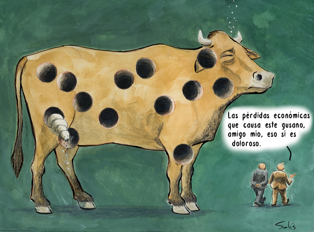 gusano-barrenador-ganado-en-peligro-Montemorelos