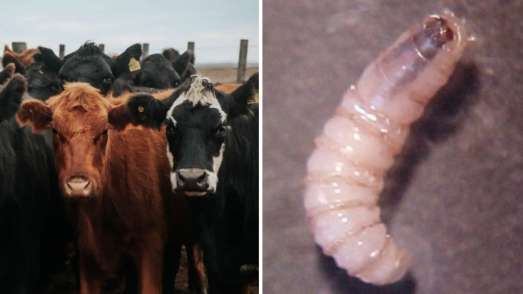 gusano-barrenador-ganado-en-peligro-Montemorelos