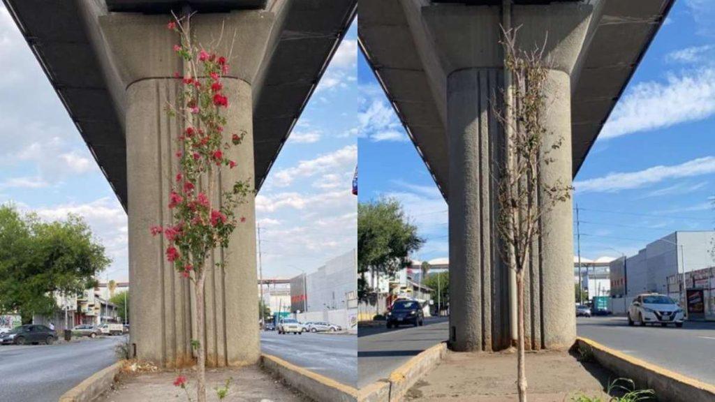 Side-by-side view of a tree planted in a median under a concrete highway overpass; left image shows pink flowers, right image shows the same tree with bare branches.